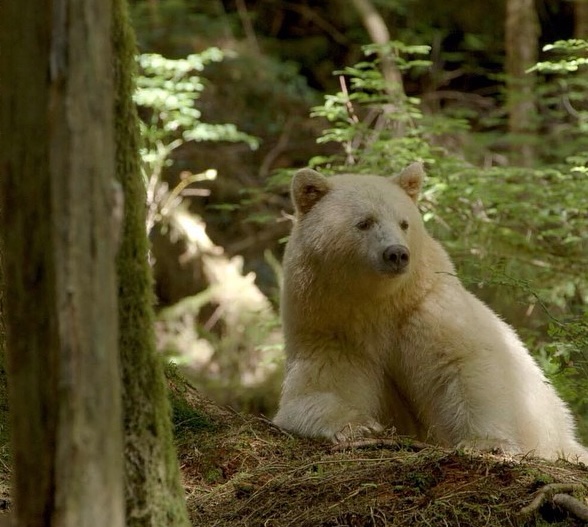 White Kermode bear.