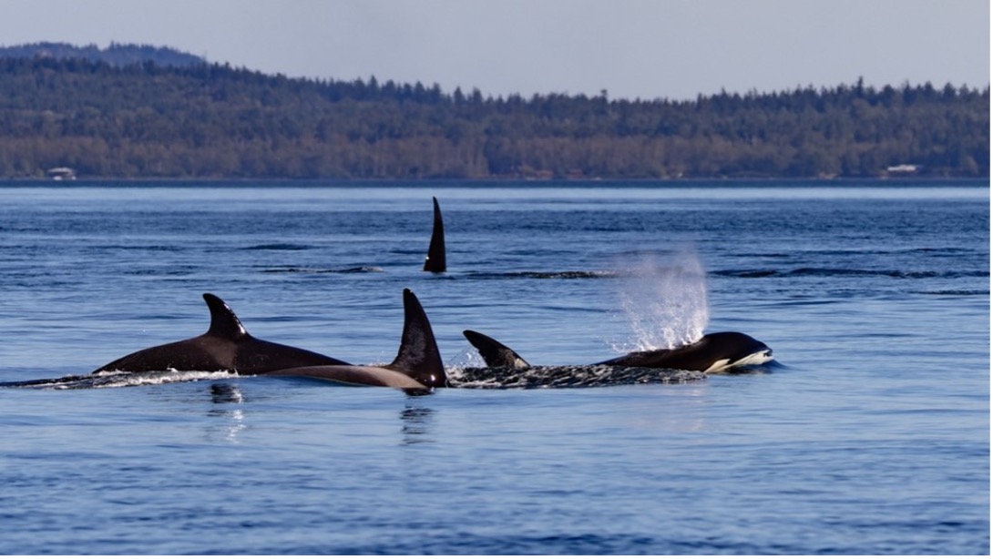 Orca Whales 