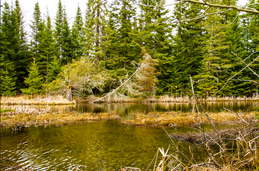 A body of water with trees in the background
Description automatically generated