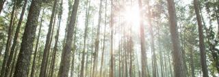 Sunlight filtering through a forest