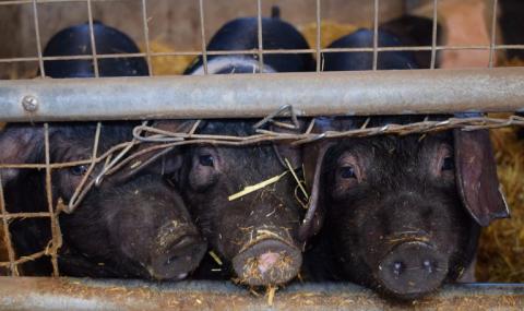 Three pigs peek out from under a fence