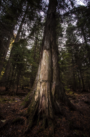 "Culturally Scarred Western Red Cedar Tree" by GlacierNPS is marked under CC PDM 1.0. 