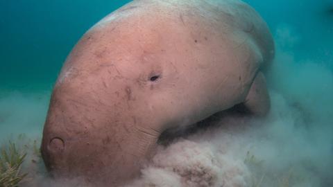 Dugong grazing in the sea 