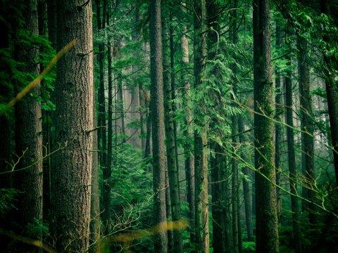 Trees in a forest