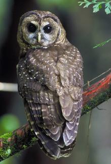 Northern Spotted Owl