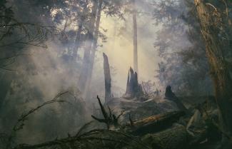 smoke and debris in BC forest