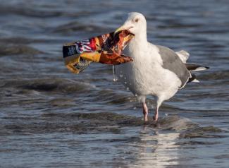 A Seagull stands in the ocean, clutching an empty bag of potato chips in its beak. Photo by Ingrid Taylar.