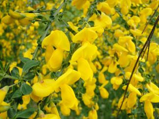 A photo of Scotch broom, showing multiple stalks of bright yellow flowers and small, green leaves.