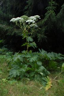 Photo of giant hogweed, a tall plant with bunches of small white flowers at the top and large multi-lobed leaves on the stem and near the base.