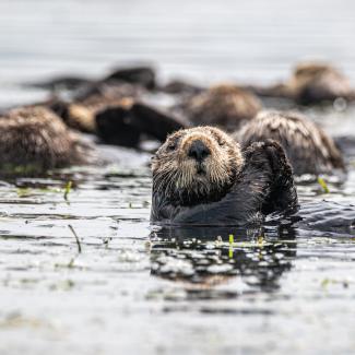 Otter in the water