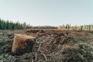 stump in foreground and logged area in background