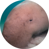 Photo of Dugong grazing at bottom of sea