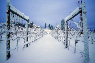 Vineyard in the winter