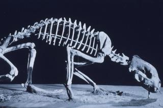 A photograph of a posed wolverine skeleton