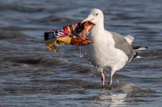 A Seagull stands in the ocean, clutching an empty bag of potato chips in its beak. Photo by Ingrid Taylar.