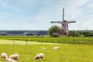 sheep in a pasture n front of a windmill