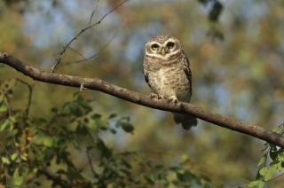 Spotted Owl.